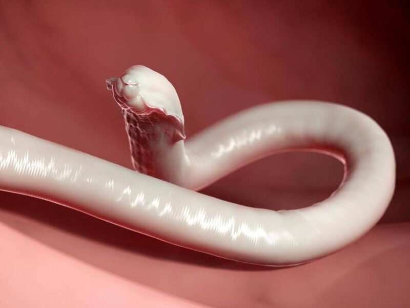 Що таке аскариди